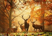 рога, Лес, животные, осень, желтые листья, олени
