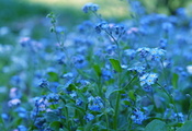 цветы, растения, голубые, зелень, синие, Незабудки