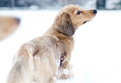 прогулка, Собака, снег