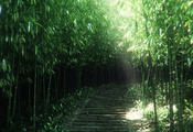 Арт, тропинка, заросли, бамбук, природа, тропа