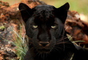глаза, Пантера, большая кошка, черный леопард