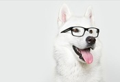 собака, очки, Лайка