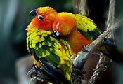 пара, попугаи, любовь, Птицы