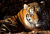 морда, лежит, Тигр, взгляд, panthera tigris, tiger
