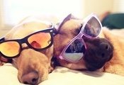 очки, Псы, кровать, лежат, собаки