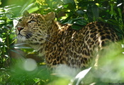 листва, кустарник, leopard, смотрит вверх, Леопард