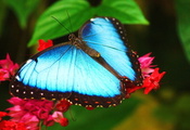 морфо, morpho, сидит на цветке, Голубая бабочка, обои