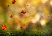 листья, осень, Ветка