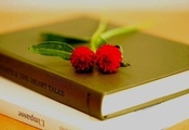 Макро, книги, цветок. красный, цветы, лепестки, книга