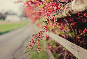 Айва, забор, цветы, ограда, розовый, веточка, кусты