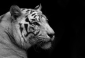 белый, чёрно-белые обои, черный фон, Тигр