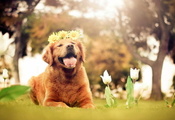 цветы, друг, свет, Собака
