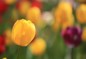 весна, Тюльпан, капельки, бутон, фокус, цветок, боке