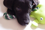 Mixi, игрушка, лягушка, зелёный, лабрадор, собака, щенок
