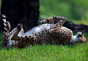 Гепард, дикая, спит, лежа, трава, на спине, хищник