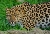 Леопард, стоит, морда, смотрит, leopard