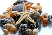 Природа, морская звезда, ракушки