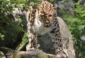 panthera pardus orientalis, морда, leopard, дальневосточный, Леопард
