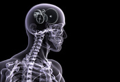мозг, Человек, шестеренки, скелет, черный фон, рентген