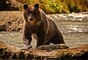 вода, природа, Медведь, река