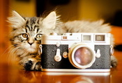 фотоаппарат, фон, Кошка