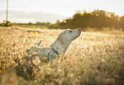 Собака, настроение, трава сухая, поле