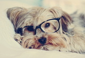 взгляд, очки, Собака