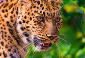 leopard, профиль, взгляд, Леопард, морда, усы, panthera pardus