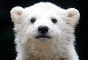 северный медведь, Белый медведь, полярный медведь