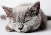 кошка, серый, cat, спит, Кот, котенок, kitten