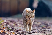 дикая кошка, листья, Wildcat