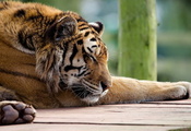 panthera tigris, хищник, Тигр, спит, морда, tiger, лапы