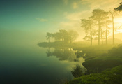 туман, трава, берег, деревья, Озеро, утро, солнце
