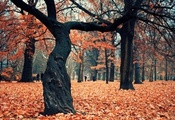 осень, дерево, Парк