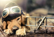 мечта, самолёт, Собака, полет, очки