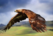 Орел, полет, взмах, птица, крылья