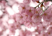 весна, цветы, сакура, Цветение, лепестки, розовые