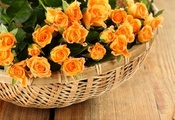 лепестки, rose, petals, Flowers, basket, розы, корзины, roses