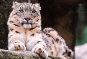 Снежный барс, морда, серьёзный, лежит, ирбис, snow leopard