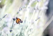Бабочка, стебель, цветок, лето, лаванда, насекомое
