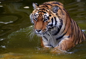 panthera tigris, вода, взгляд, Тигр, хищник, усы, tiger, морда
