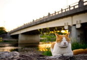 Кошка, закат, мост