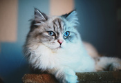 blue eyes, взгляд, Кот, cat, голубые глаза