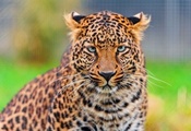 Леопард, морда, panthera pardus, взгляд, leopard, усы, красивый