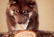 Собака, торт, друг, день рождения, праздник