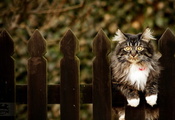 Кошка, забор, фон