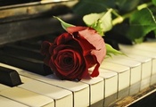 Vintage Style, Music, Piano, Rose