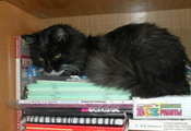 кошка, лежит, полка, учебники, тетради, взгляд, глаза, зеленые