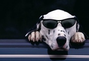 Dog, Cute, Dalmatian, Sunglasses
