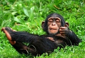 Monkey, Chimpanzee, Laid Back, Grass, Vegetation